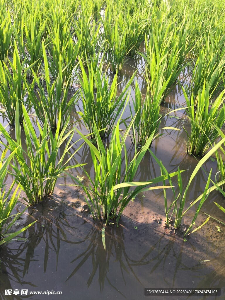 嫩绿水稻苗