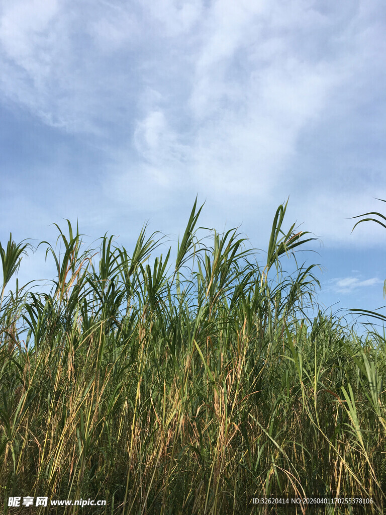 蓝天映衬下的蓬勃芦苇丛