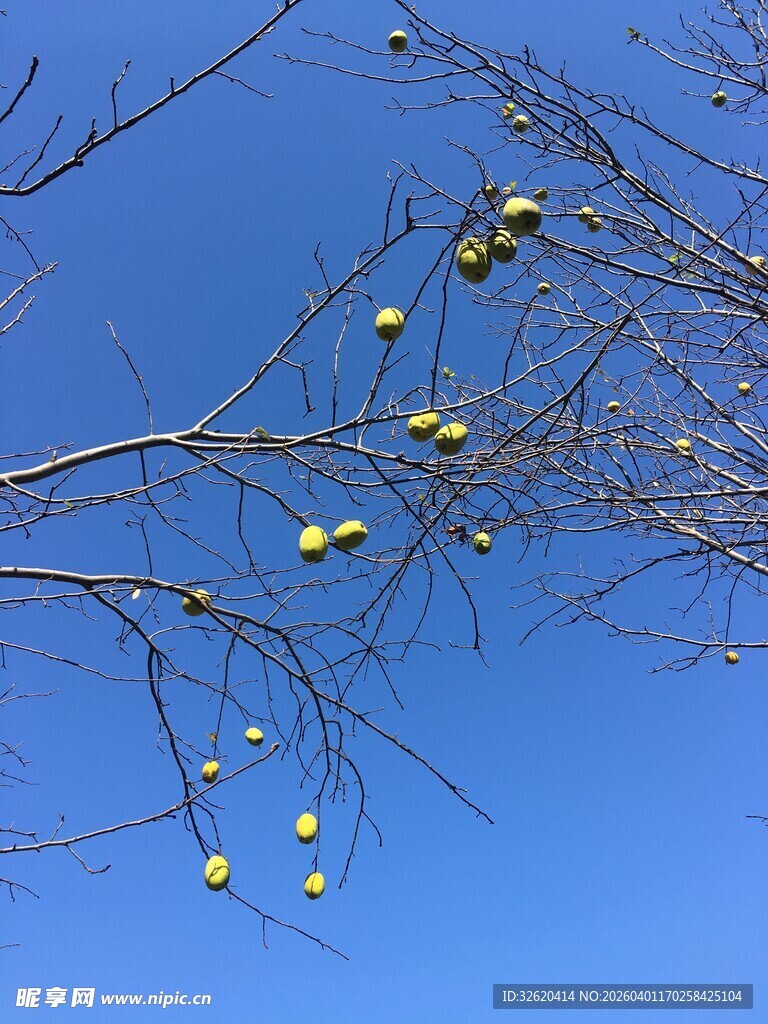 蓝天树枝上的黄色果实