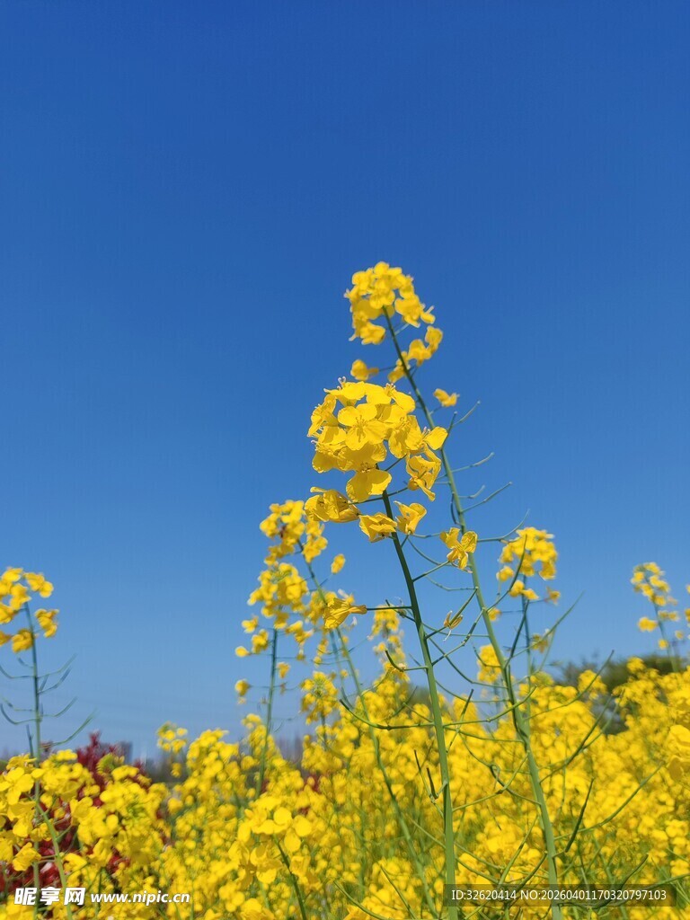 春日油菜花田醉美风光