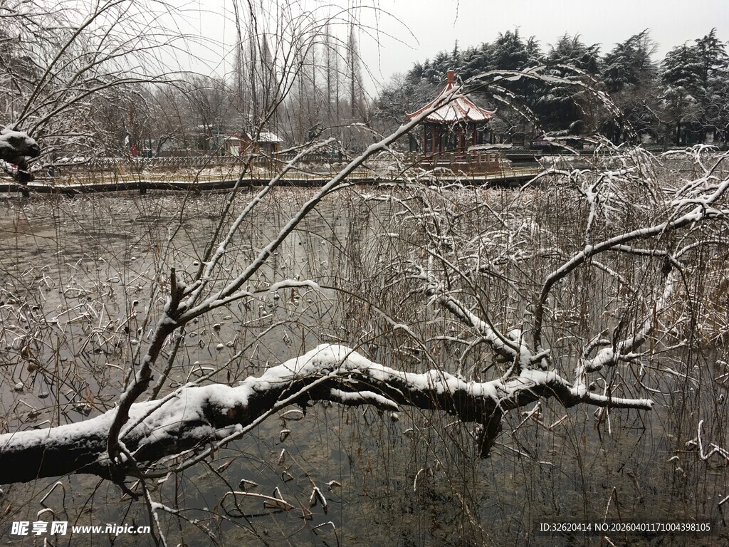 雪覆枝头