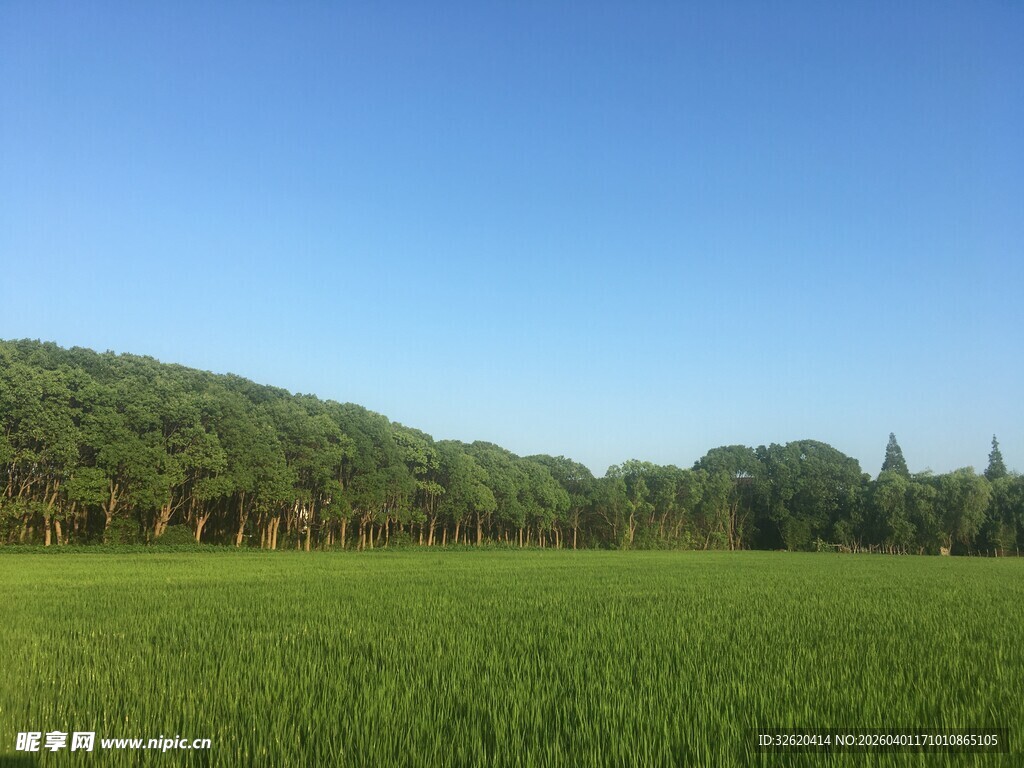 广袤绿野