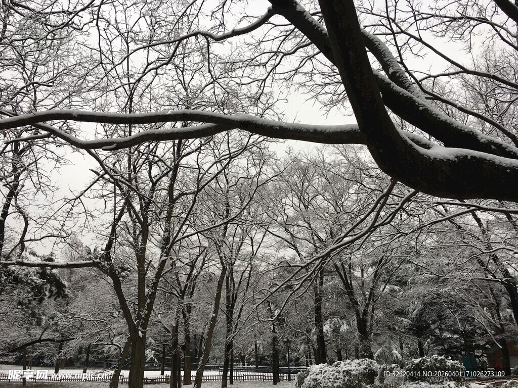 冬日枯树林景观