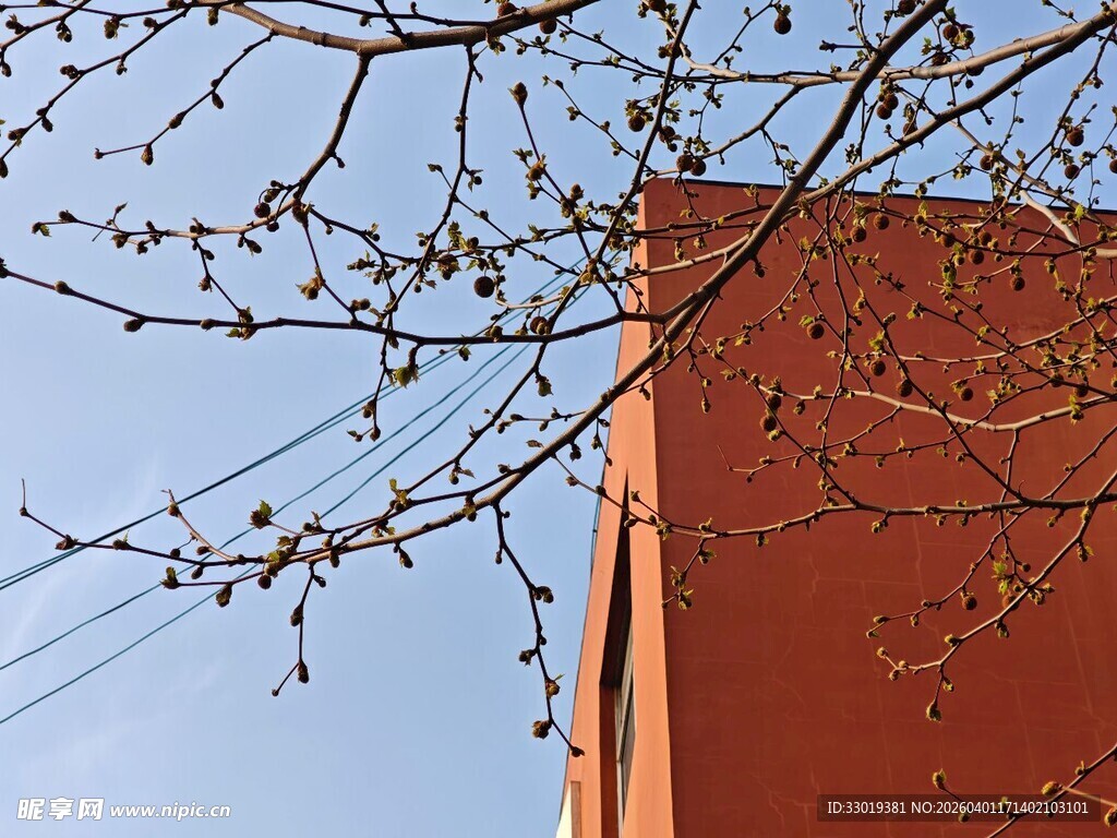 红墙旁的新嫩树枝