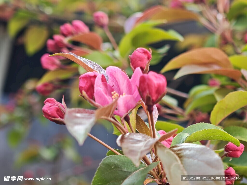 春日盛开粉色海棠花枝绽放