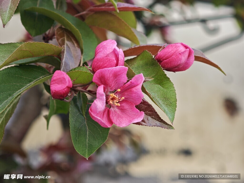 粉色海棠花绽放