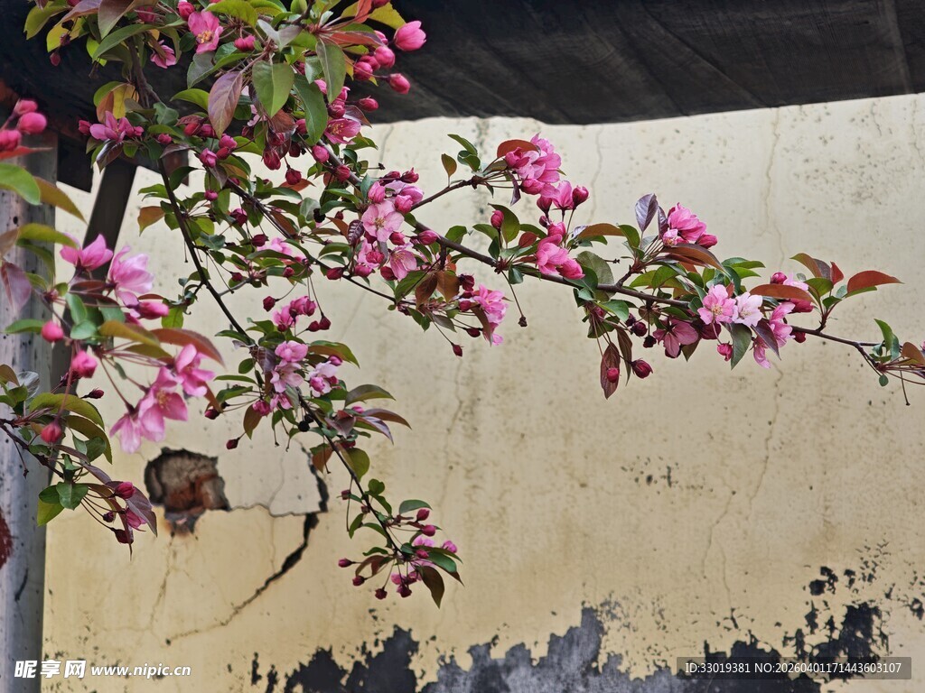 水墨风枝绽放美景