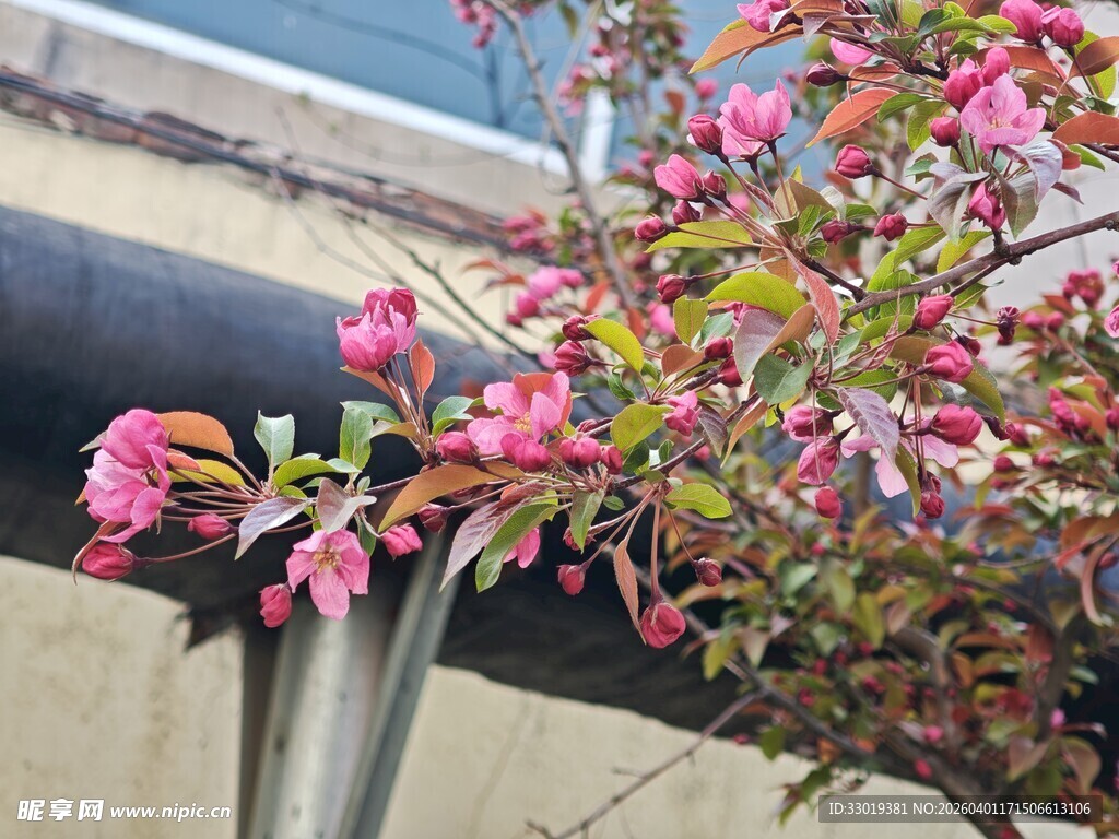 墙边绽放的粉色花朵