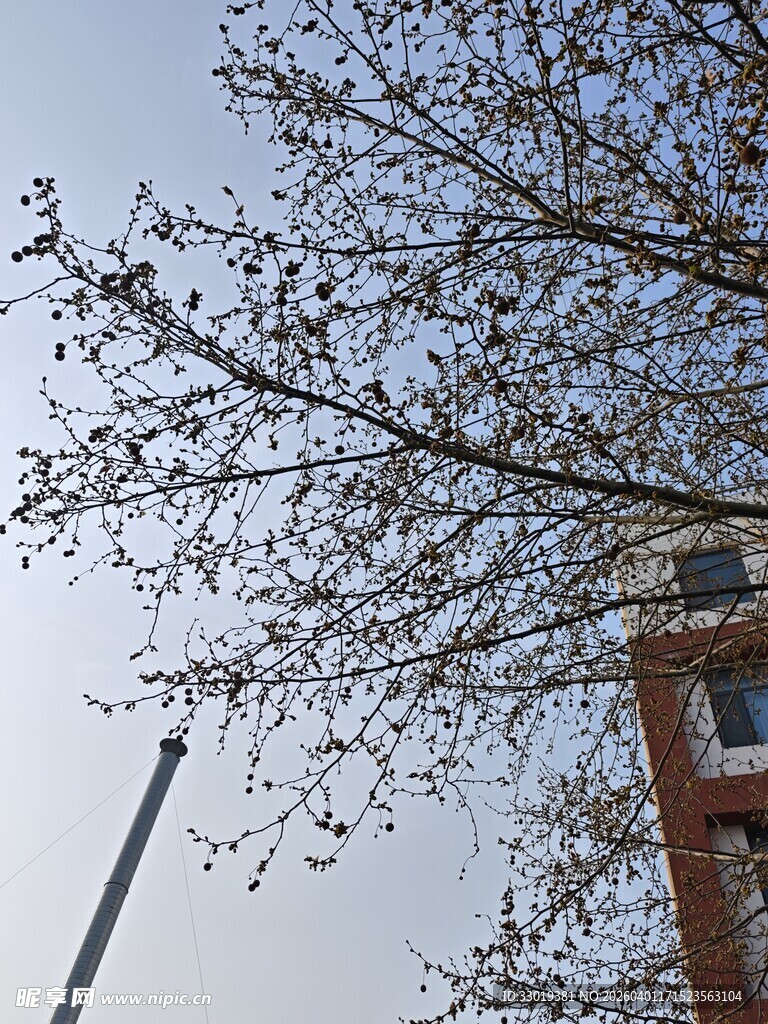 树枝映衬下的建筑物