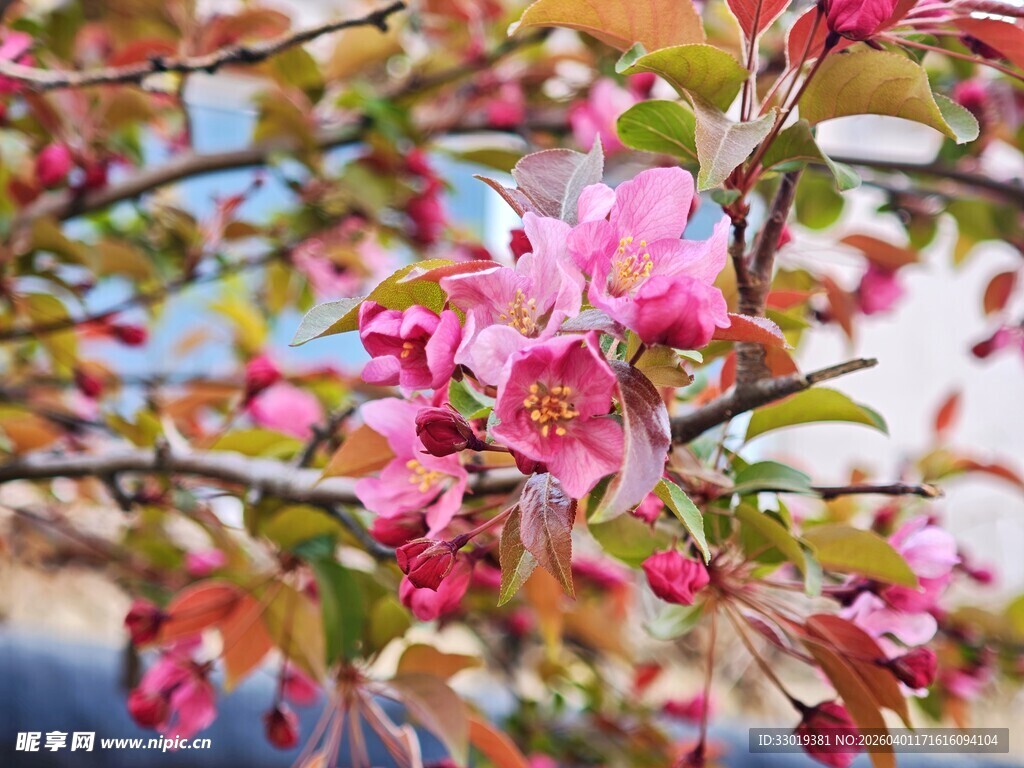 枝头绽放的粉色花朵