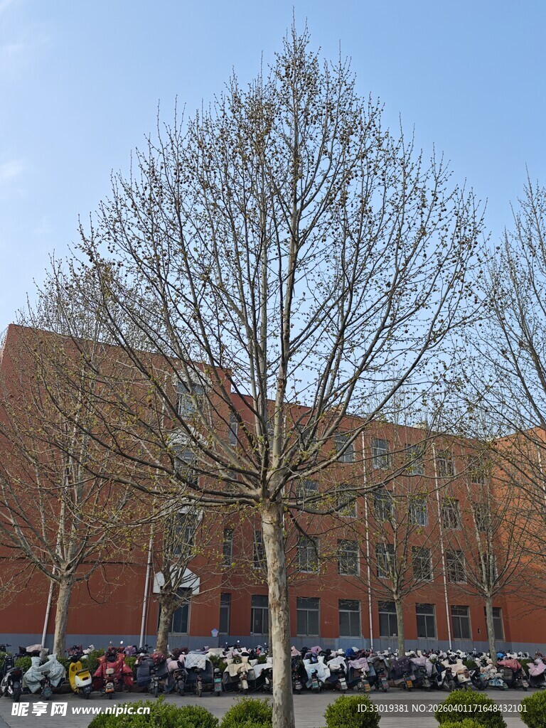 红砖建筑前的光秃树木