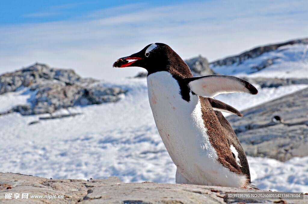 企鹅于冰雪间展翅