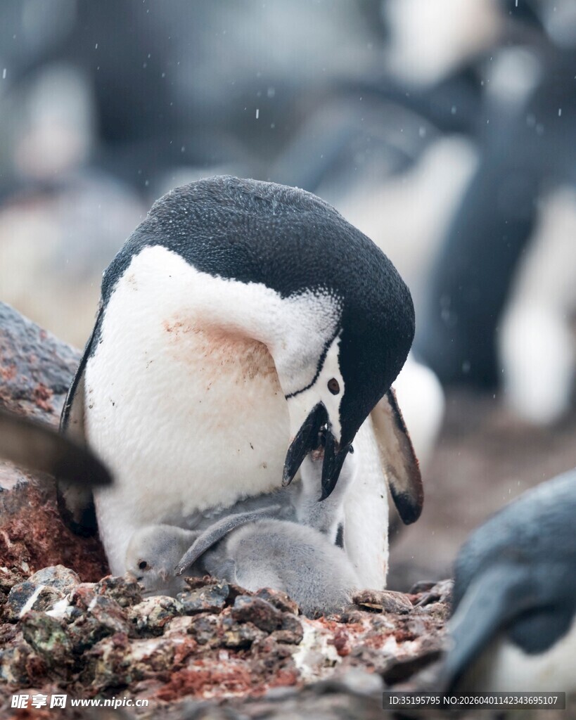 企鹅妈妈与幼崽温馨一刻