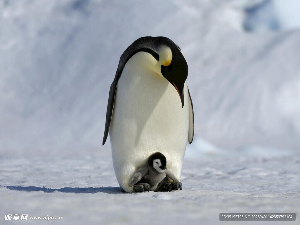 企鹅妈妈与幼崽雪地相依