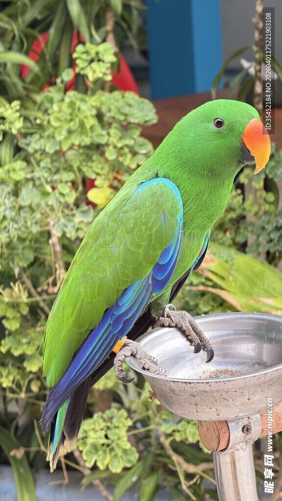 绿鹦鹉