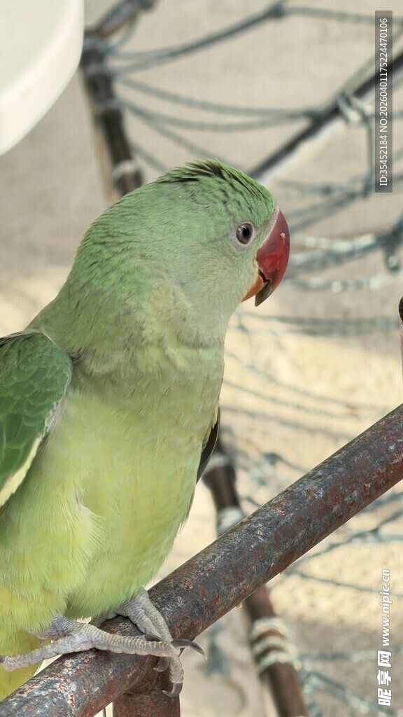 绿鹦鹉