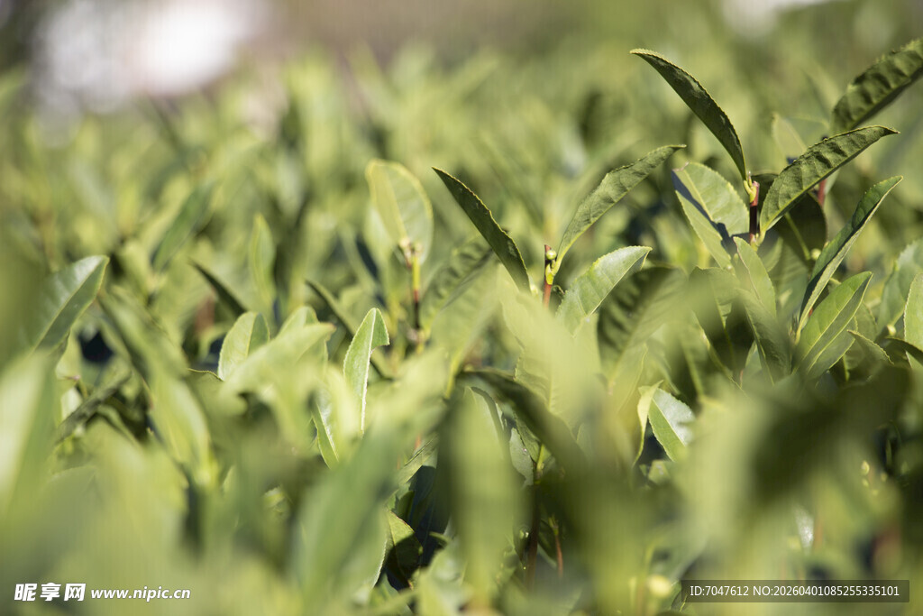 嫩绿茶园景致