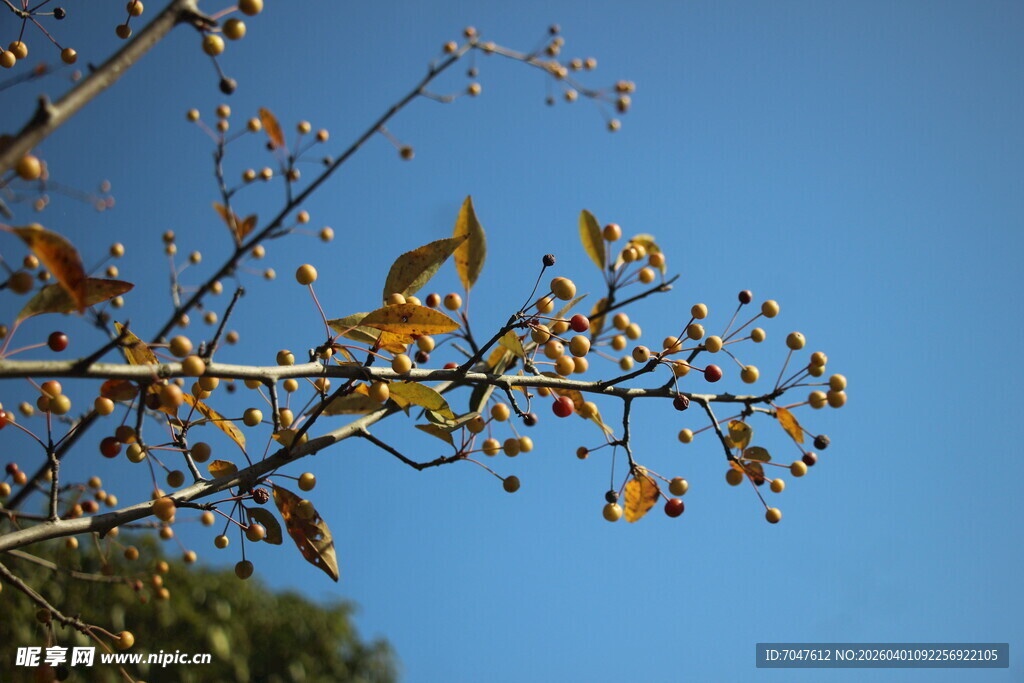 垂丝海棠的果子
