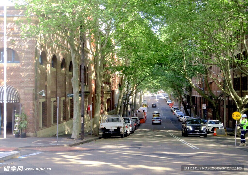 悉尼绿树成荫的静谧街道