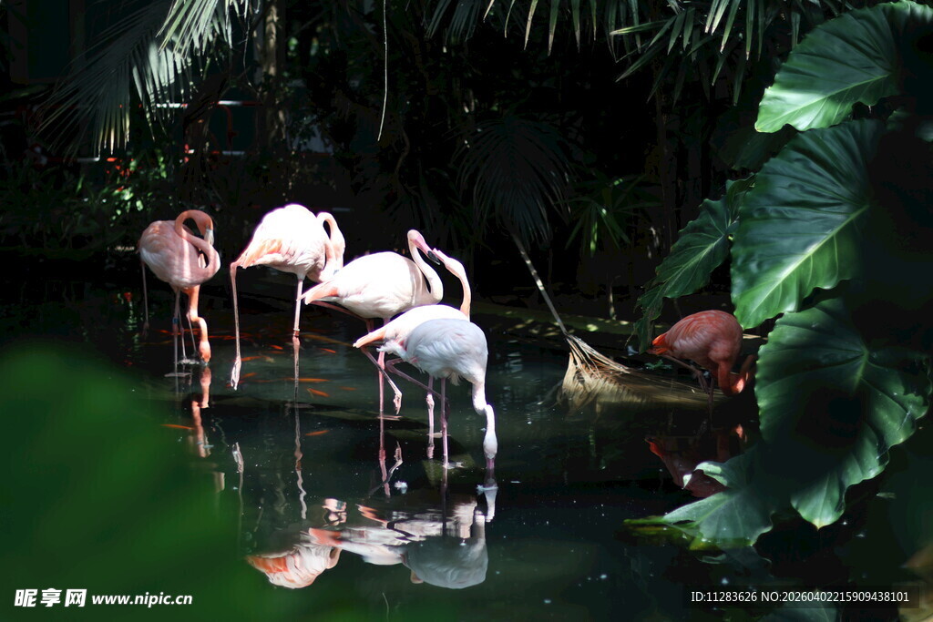 湿地中的优雅火烈鸟