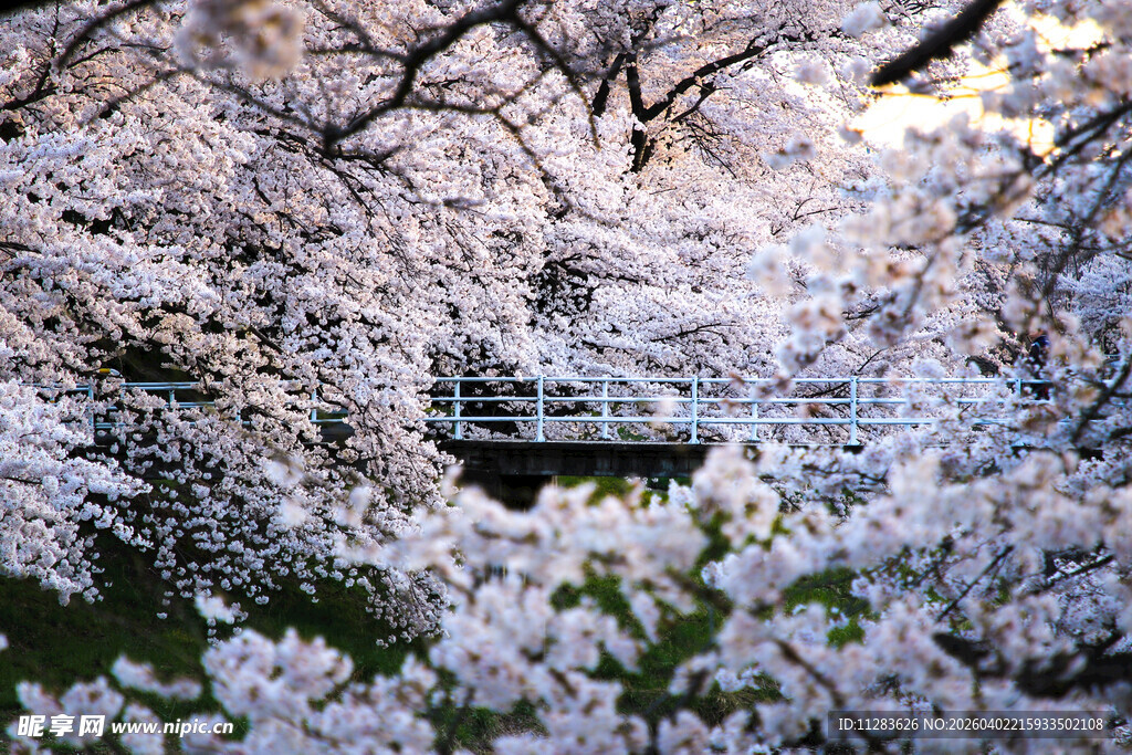 樱花烂漫中的古朴小桥