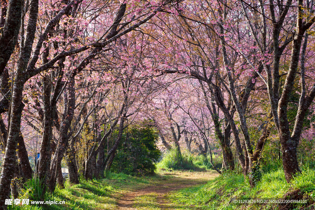 樱花小道春色迷人