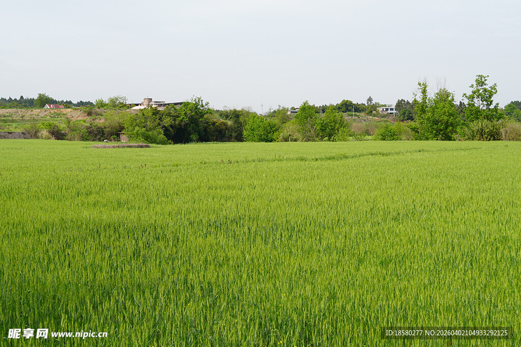 翠绿田野尽显自然生机