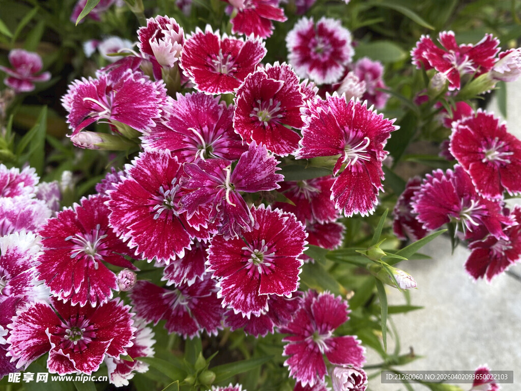 娇艳石竹花绽放