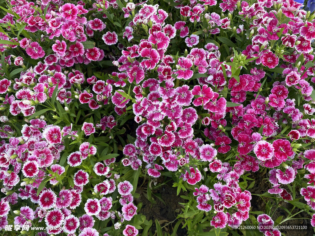 缤纷石竹花绽放美景