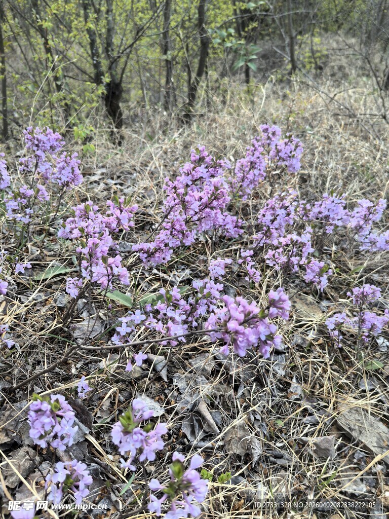 林间绽放的紫色烂漫小花