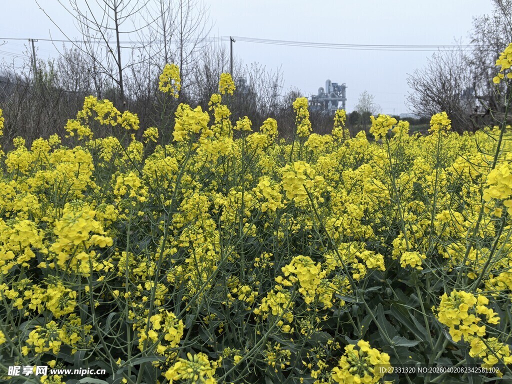 金黄油菜花田美景