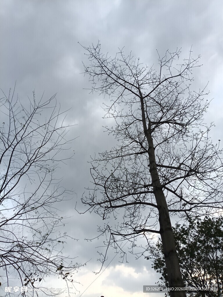 冬日枯树