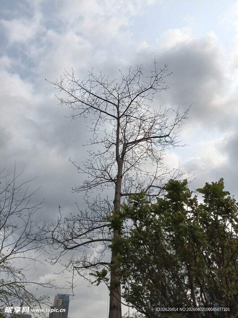 枯树与绿荫