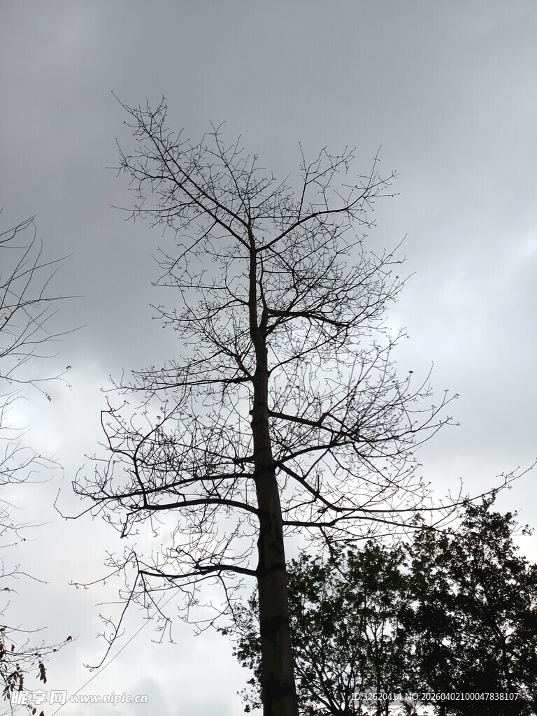 孤树挺立天际