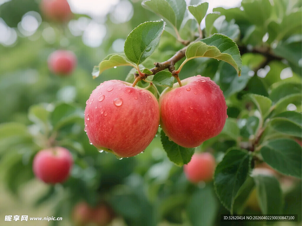 枝头苹果