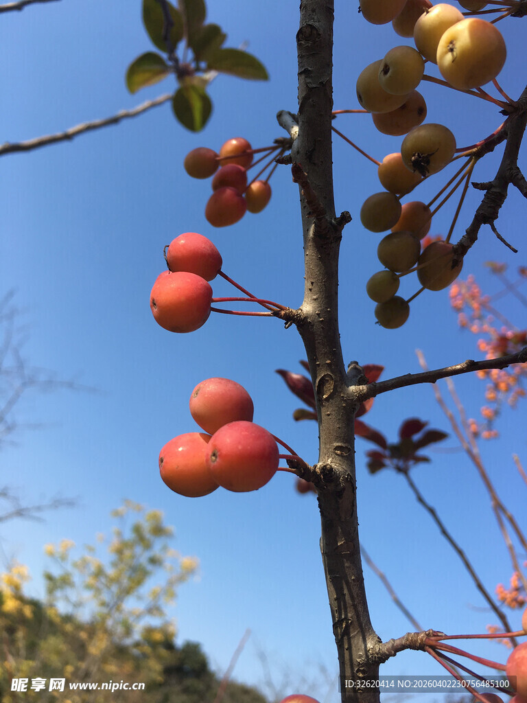枝头苹果