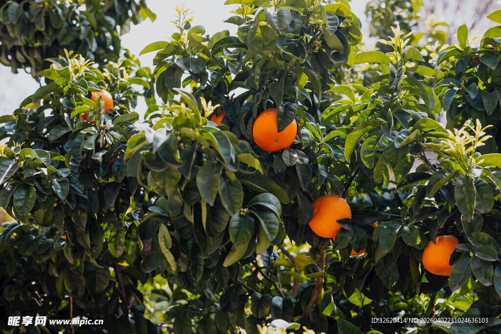 挂满果实的橘子树