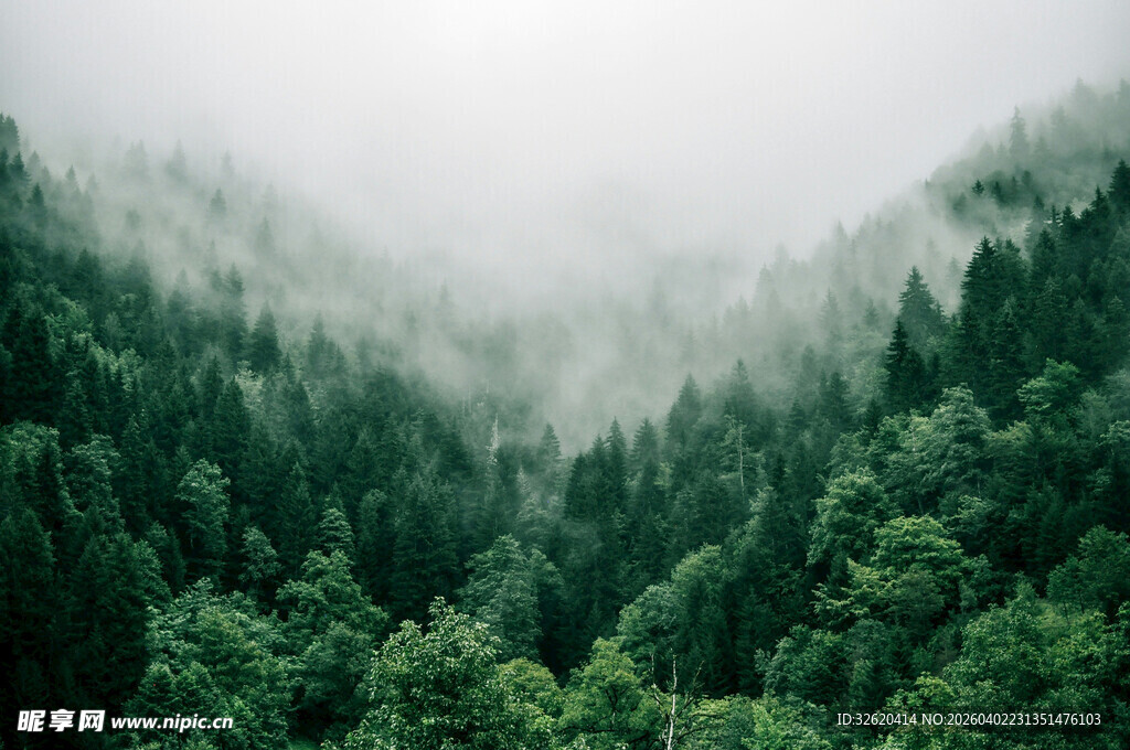 云雾缭绕的茂密山林