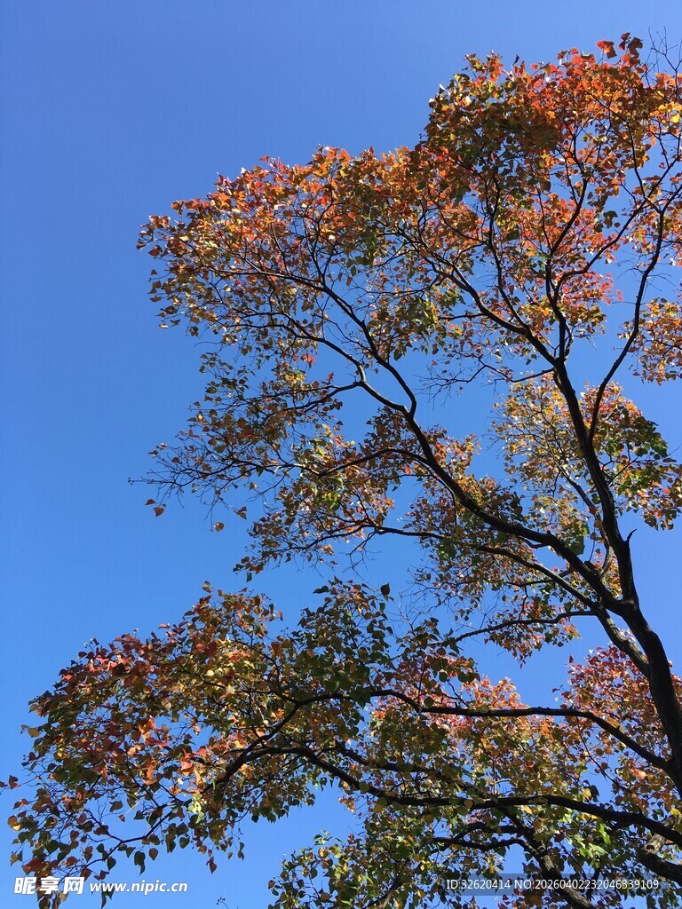 秋日树梢