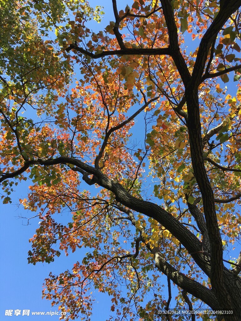 秋日枝头