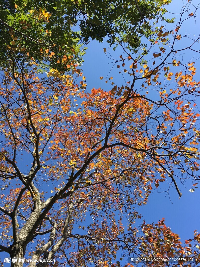 秋日蓝天树枝黄叶景观