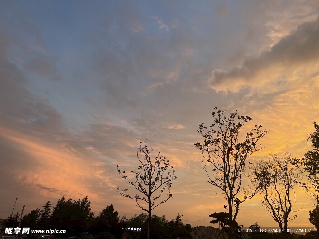 夕阳下的树木剪影美景