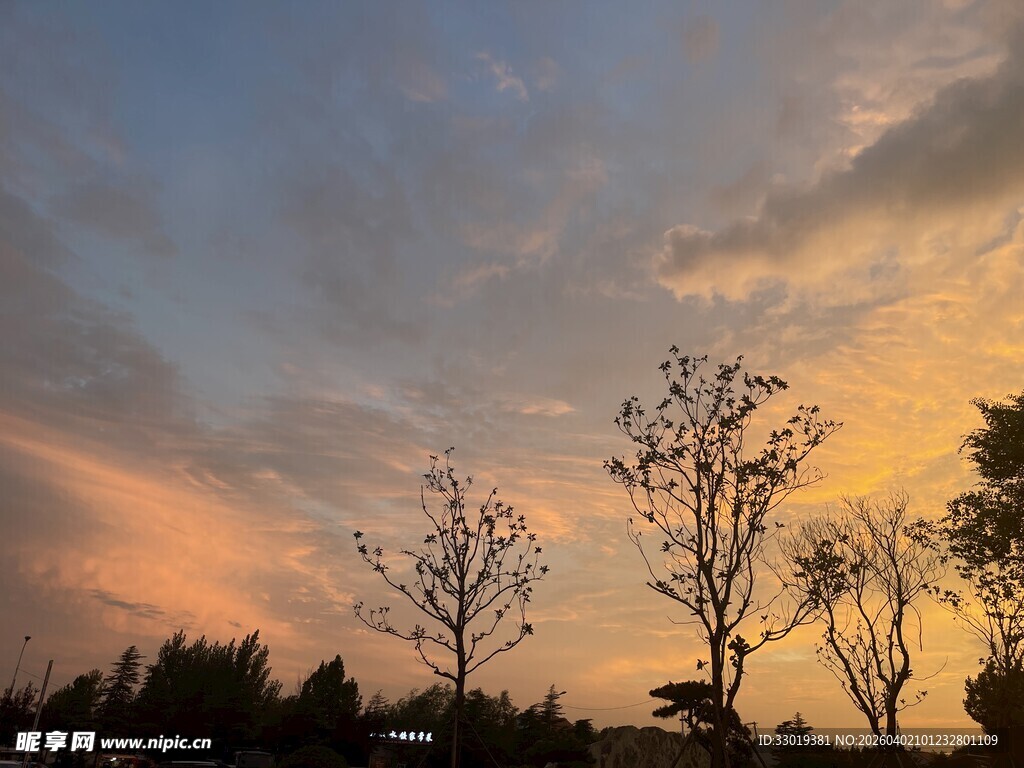 夕阳下的树木剪影
