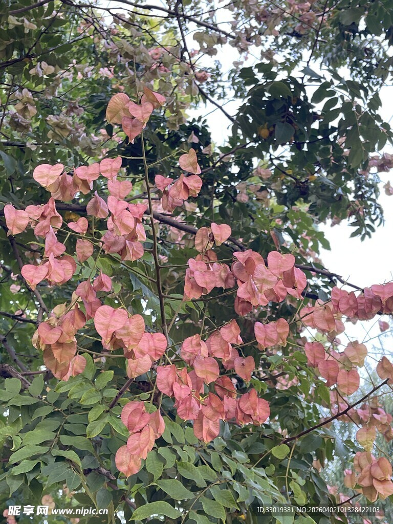 枝头绽放的艳丽粉红色花朵