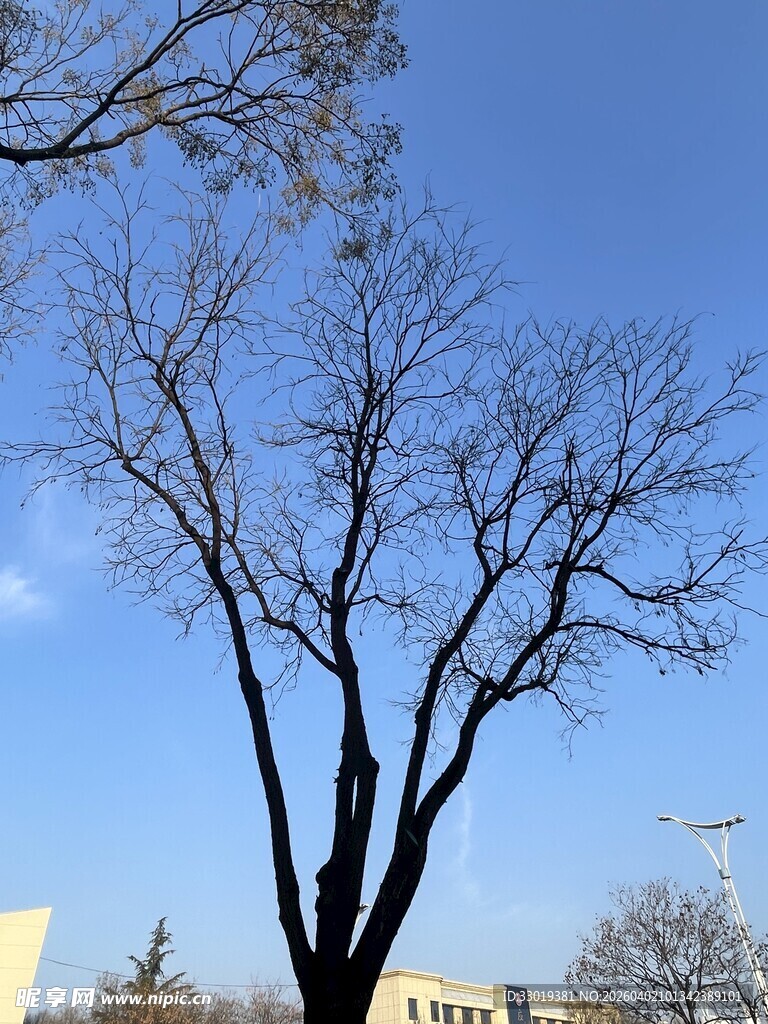 冬日光秃树木与晴朗天空