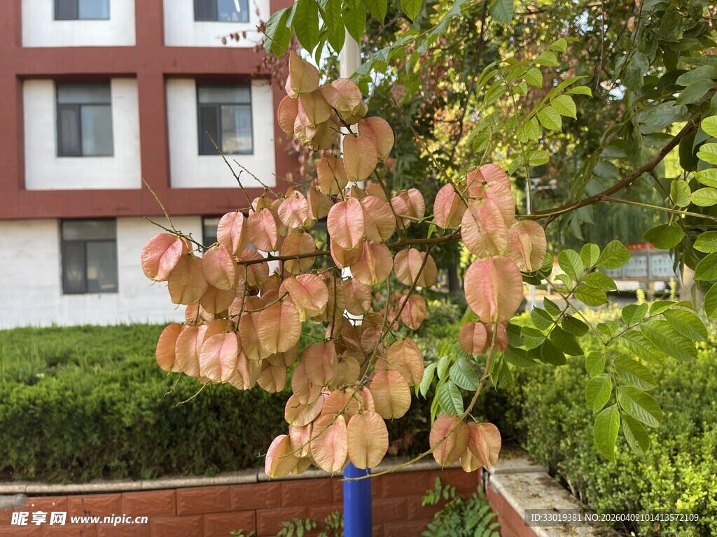 枝头枯黄树叶  秋意初显