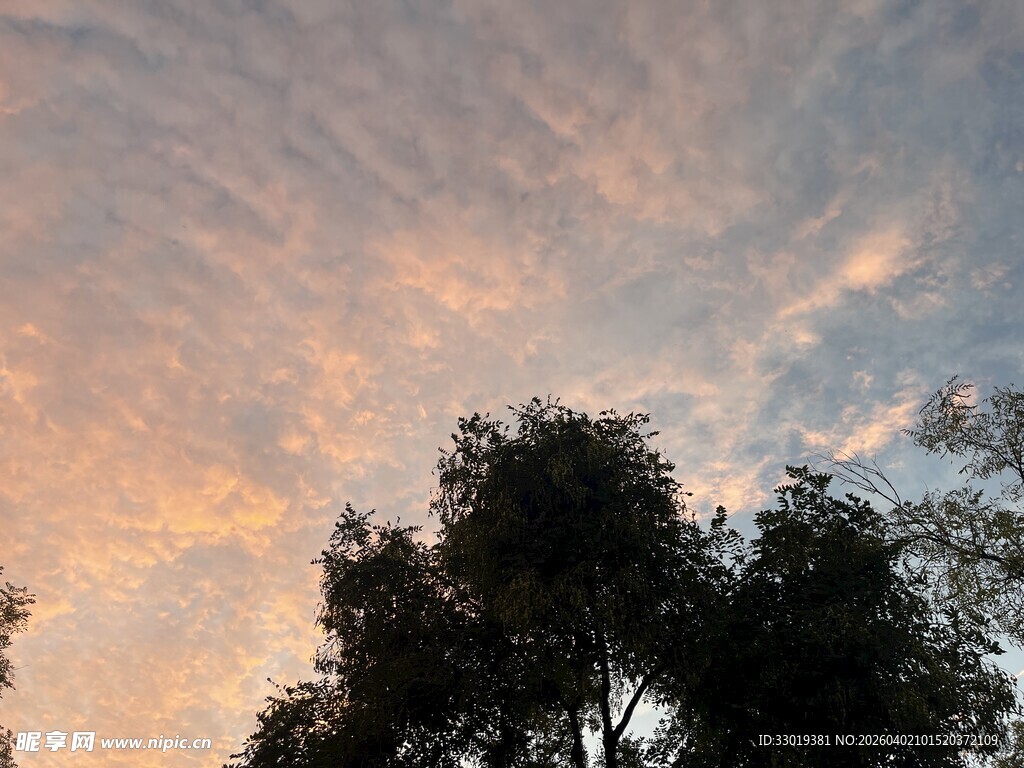 夕阳下的树梢与绚丽云彩