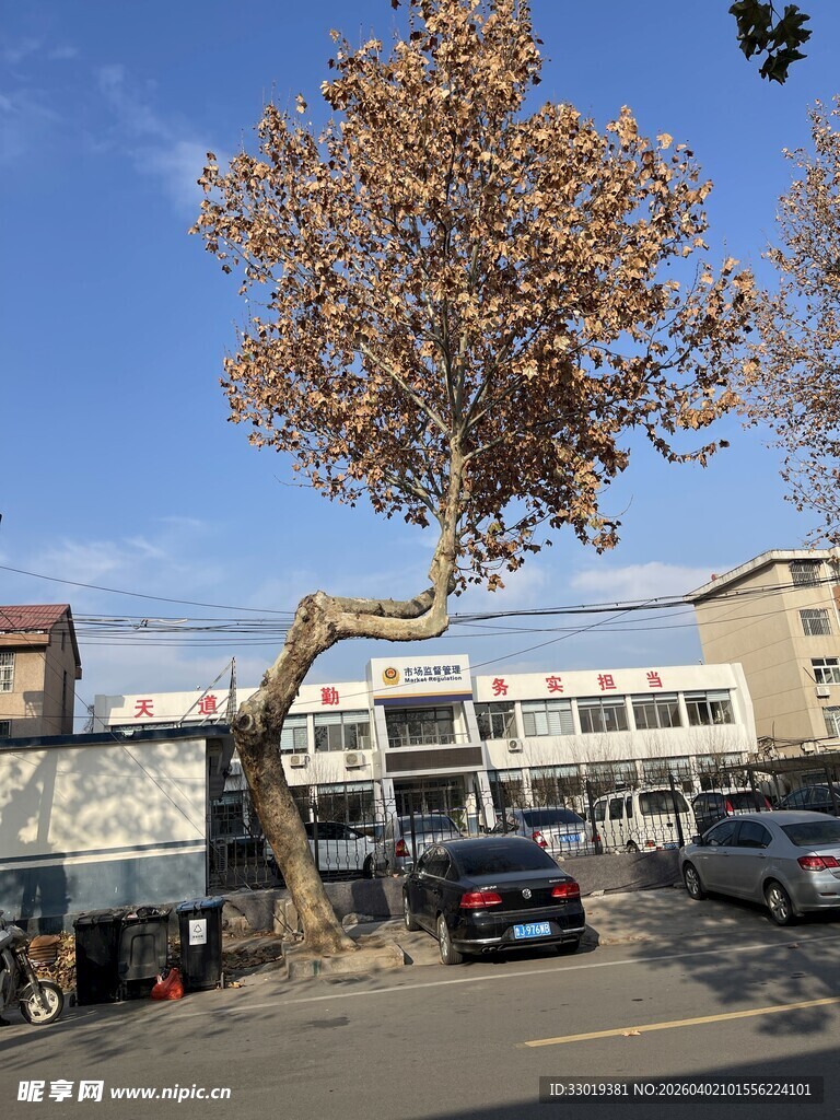 街边大树与停放车辆