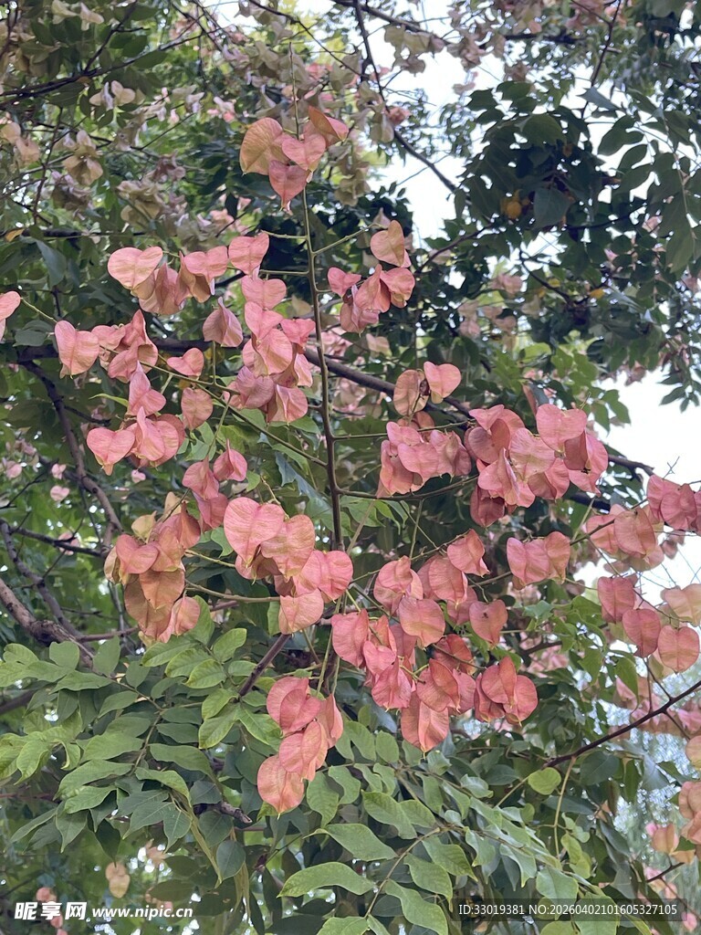 盛开的粉红色花朵