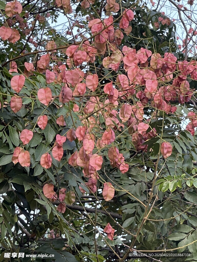 盛开的粉红色花朵